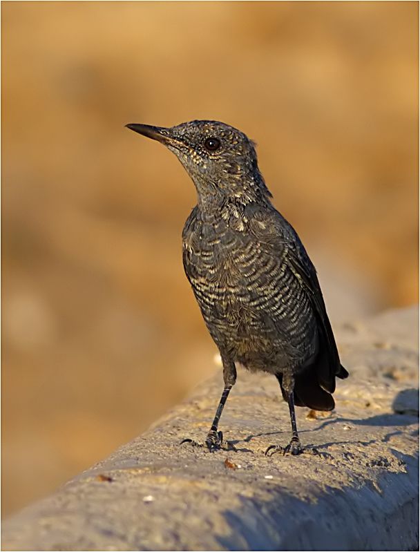 Blue Rock Thrush