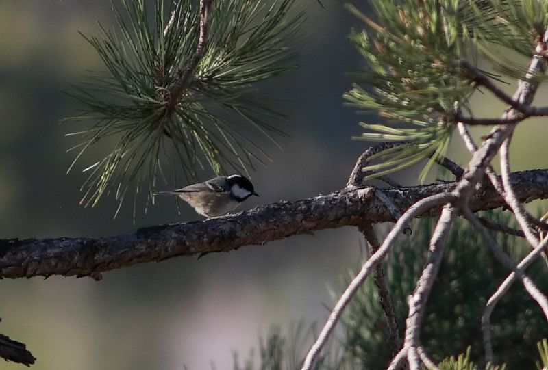 Coal Tit