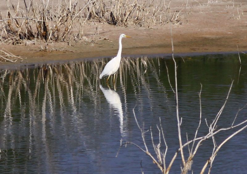 Great Egret