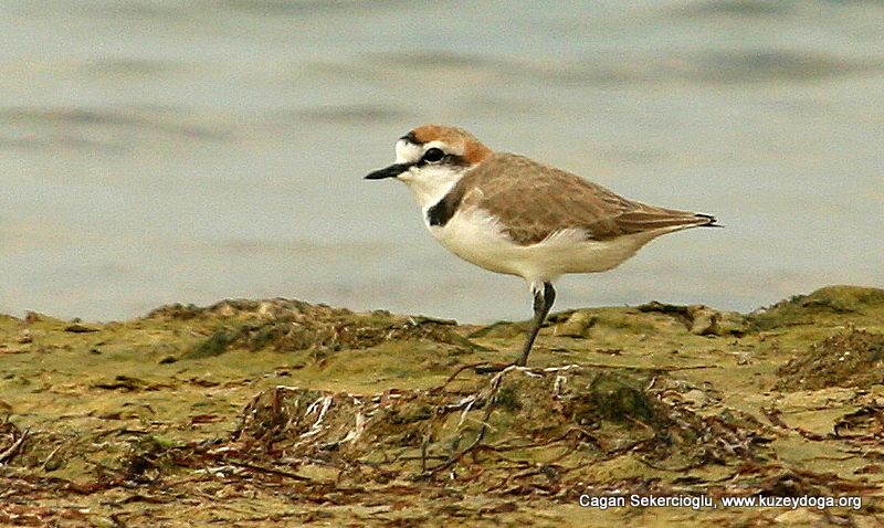 Kentish Plover
