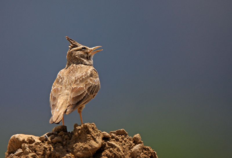 Crested Lark