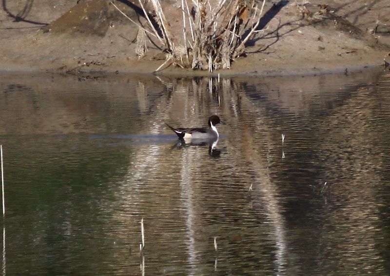 Northern Pintail