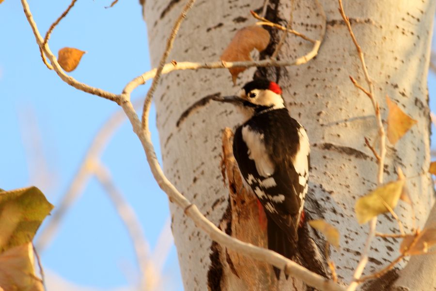 Syrian Woodpecker