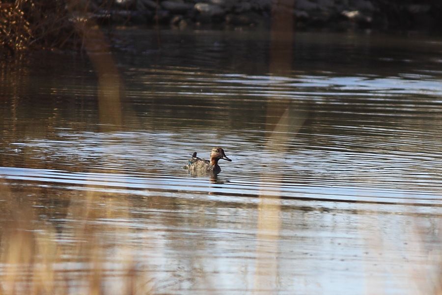 Eurasian Teal