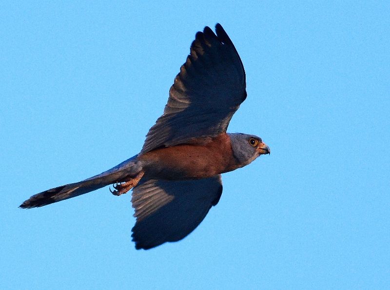 Lesser Kestrel