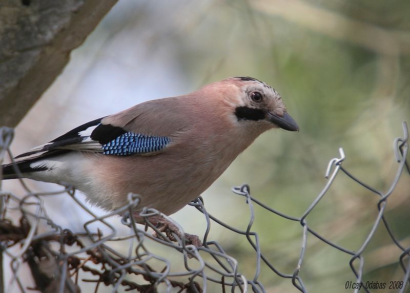 Eurasian Jay