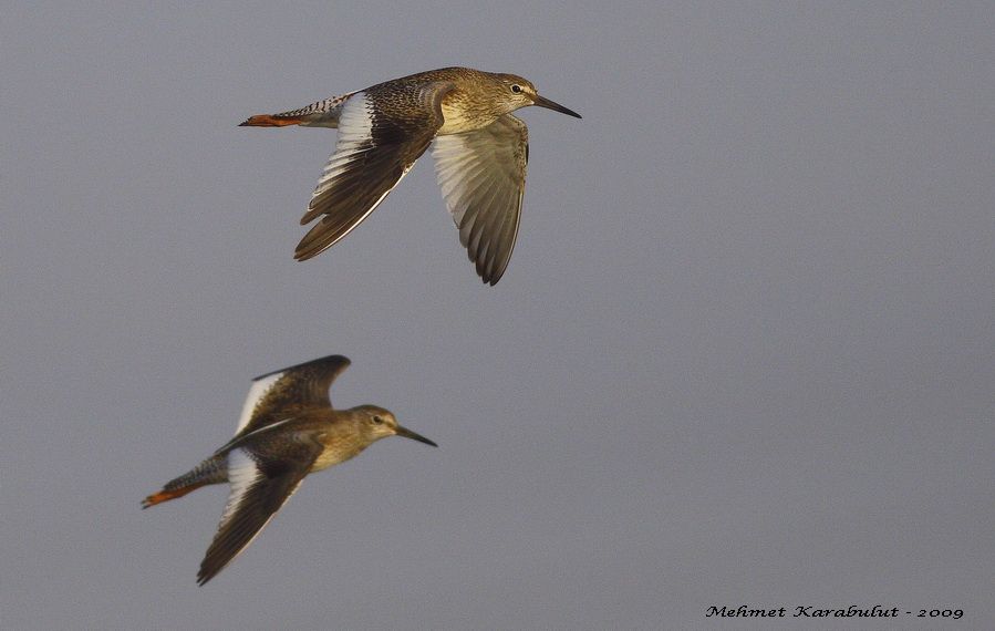 Common Redshank
