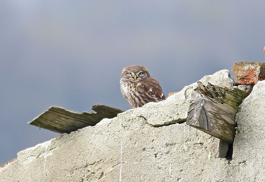 Little Owl