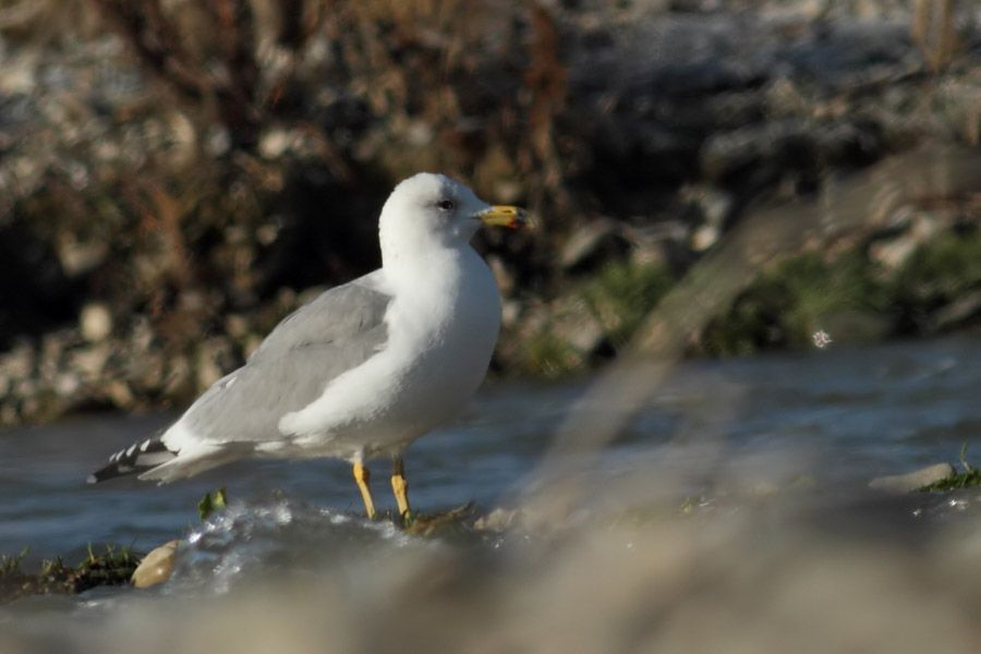 Armenian Gull