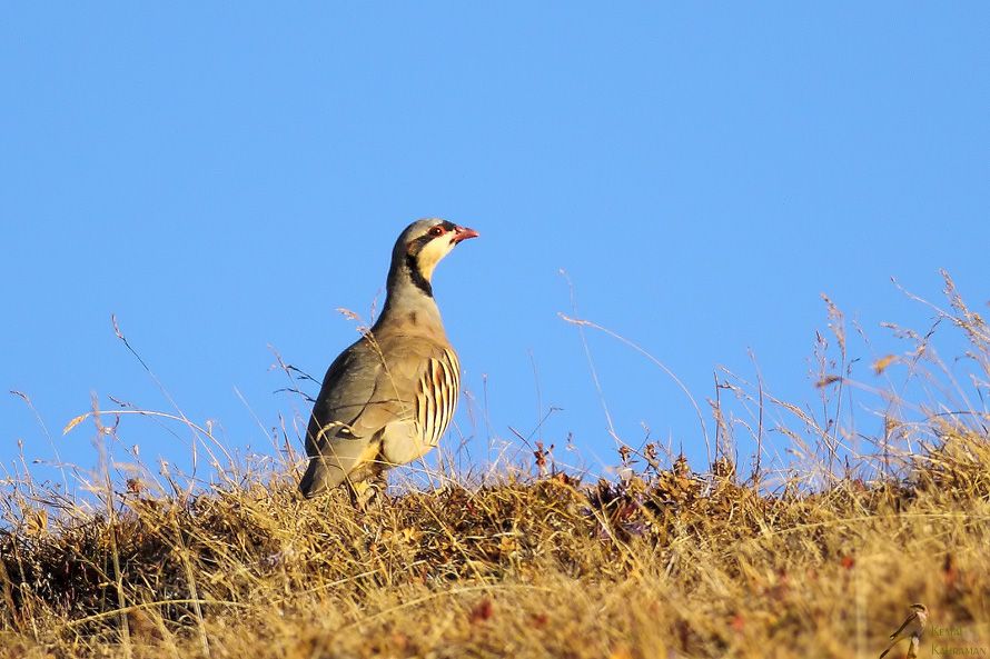 Chukar Partridge
