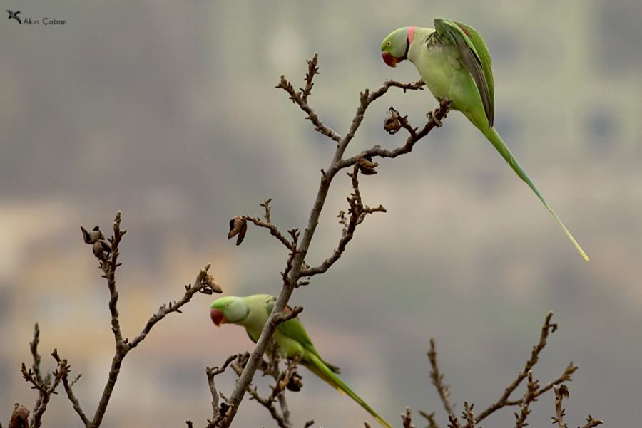 Alexandrine Parakeet