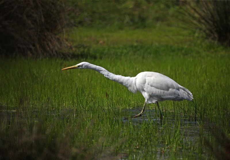 Great Egret