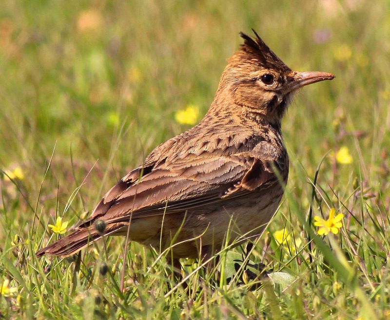 Crested Lark