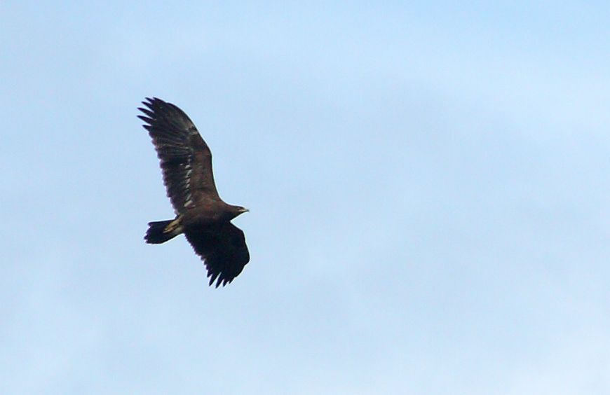 Lesser Spotted Eagle