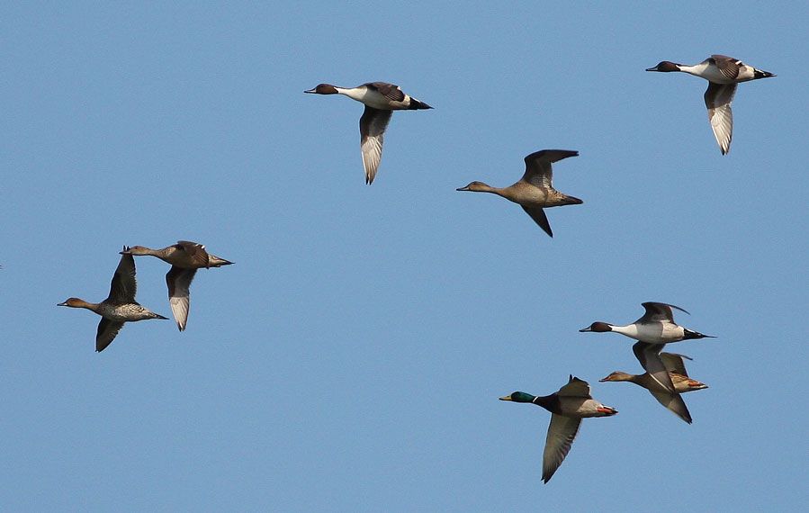 Northern Pintail