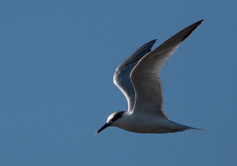 Sandwich Tern