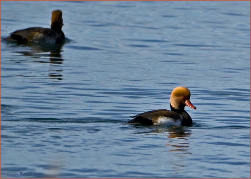 Red-crested Pochard