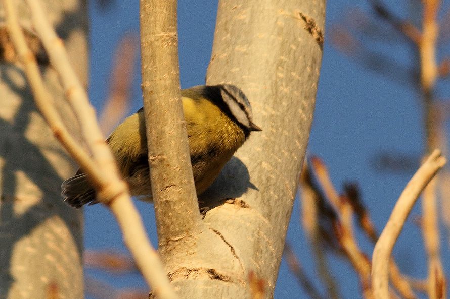 Eurasian Blue Tit