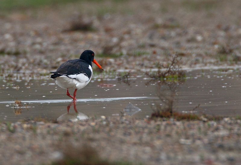 Eurasian Oystercatcher