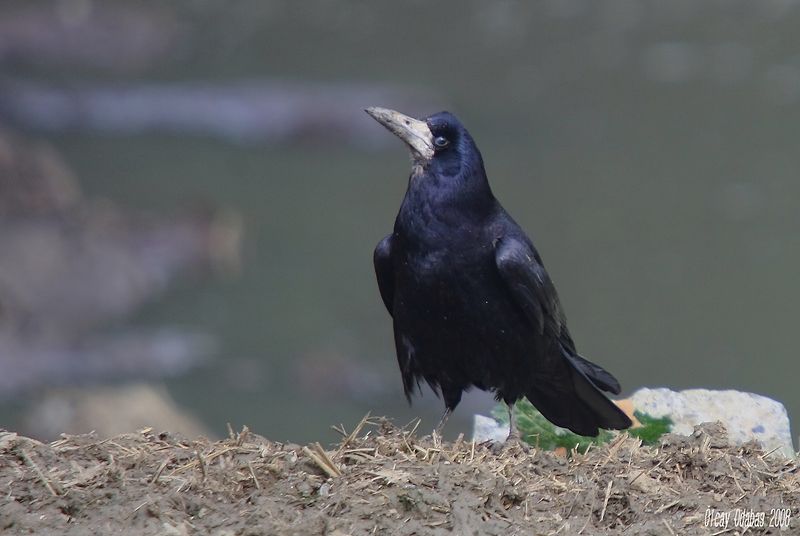 Rook