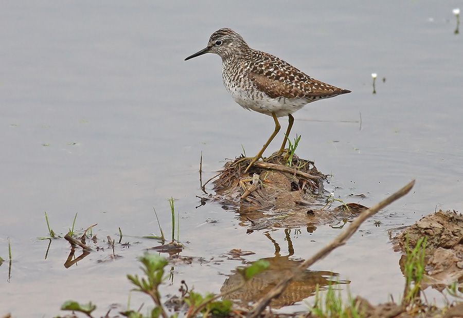 Wood Sandpiper