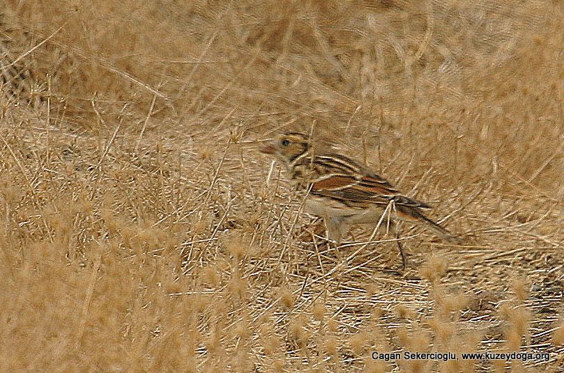 Lapland Longspur