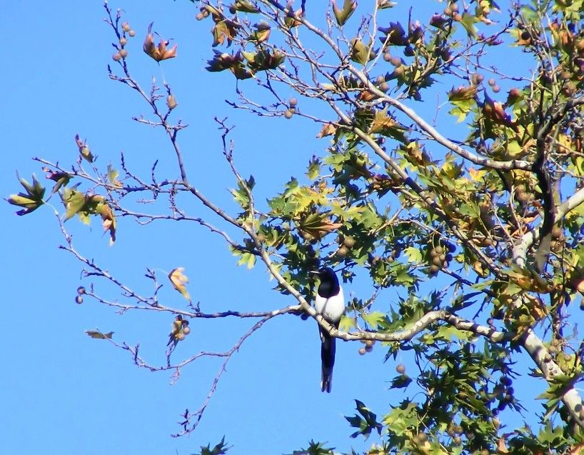 Eurasian Magpie