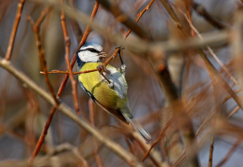 Eurasian Blue Tit