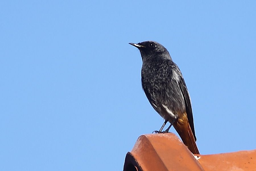 Black Redstart