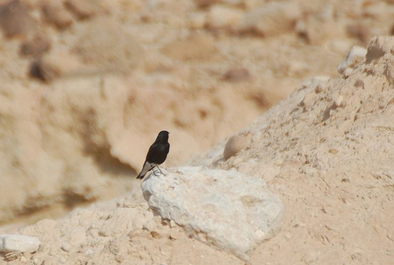 White-crowned Wheatear