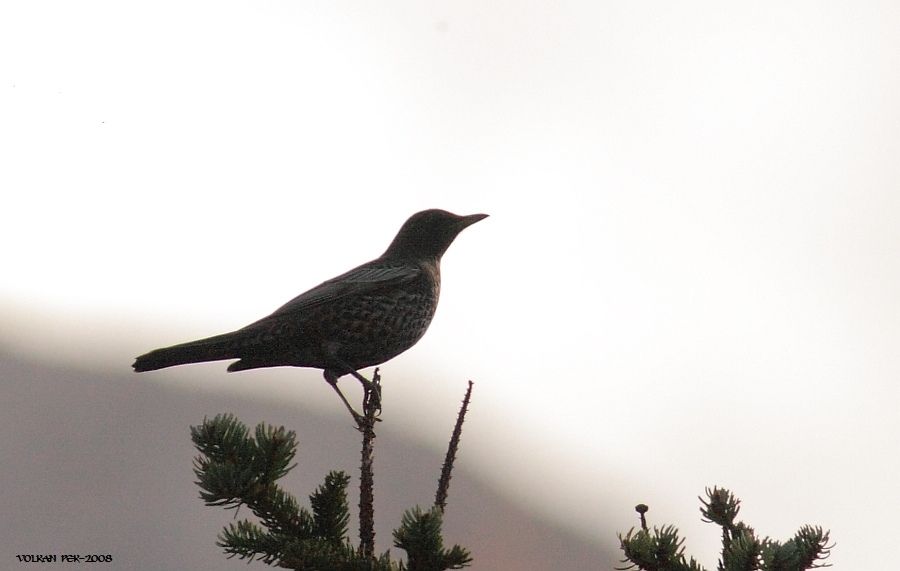 Ring Ouzel
