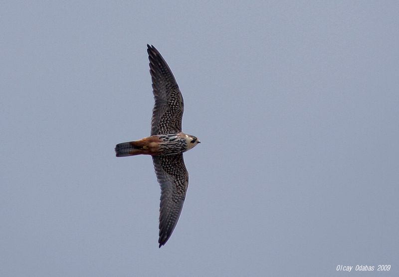 Eurasian Hobby