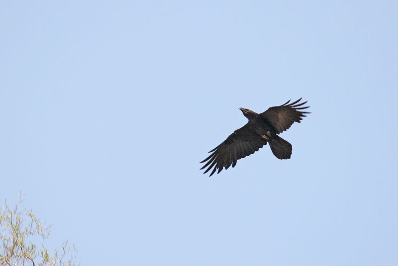 Northern Raven