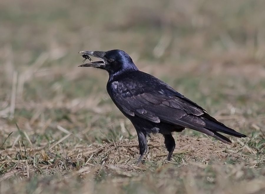 Rook