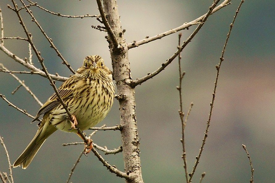 Corn Bunting