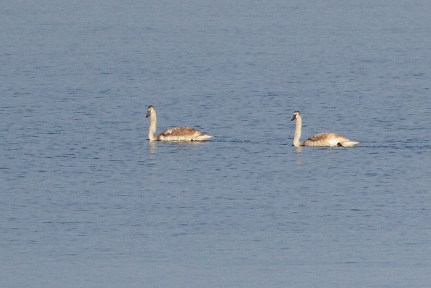 Mute Swan