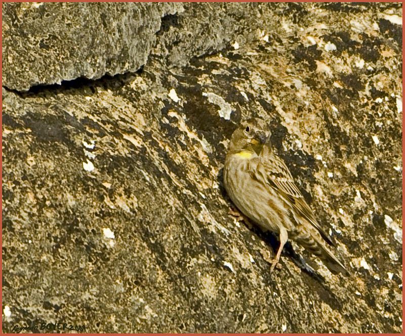 Rock Sparrow