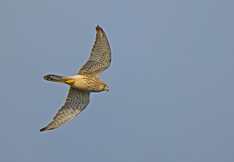 Common Kestrel
