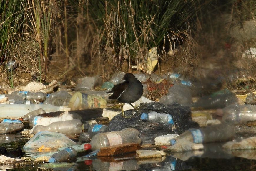 Common Moorhen