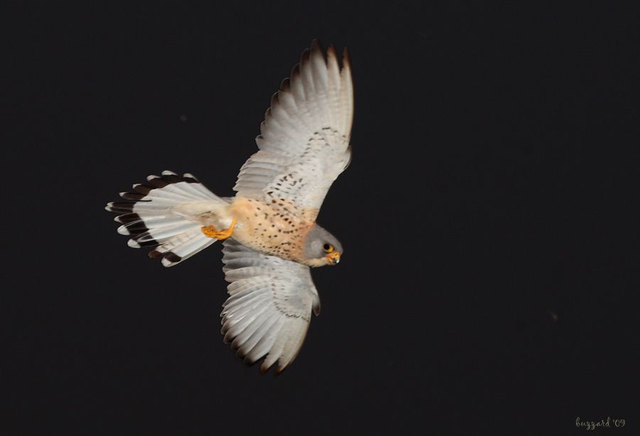 Lesser Kestrel