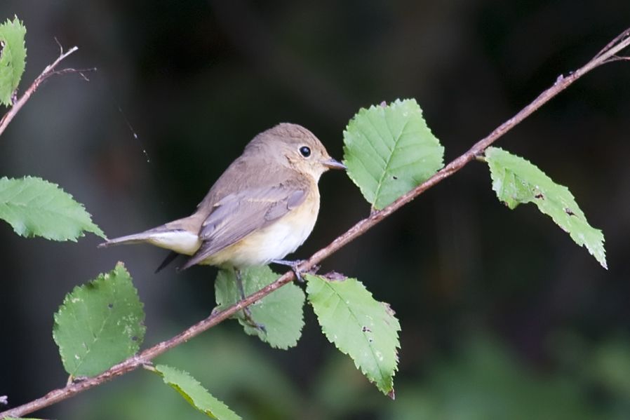 Red-breasted Flycatcher