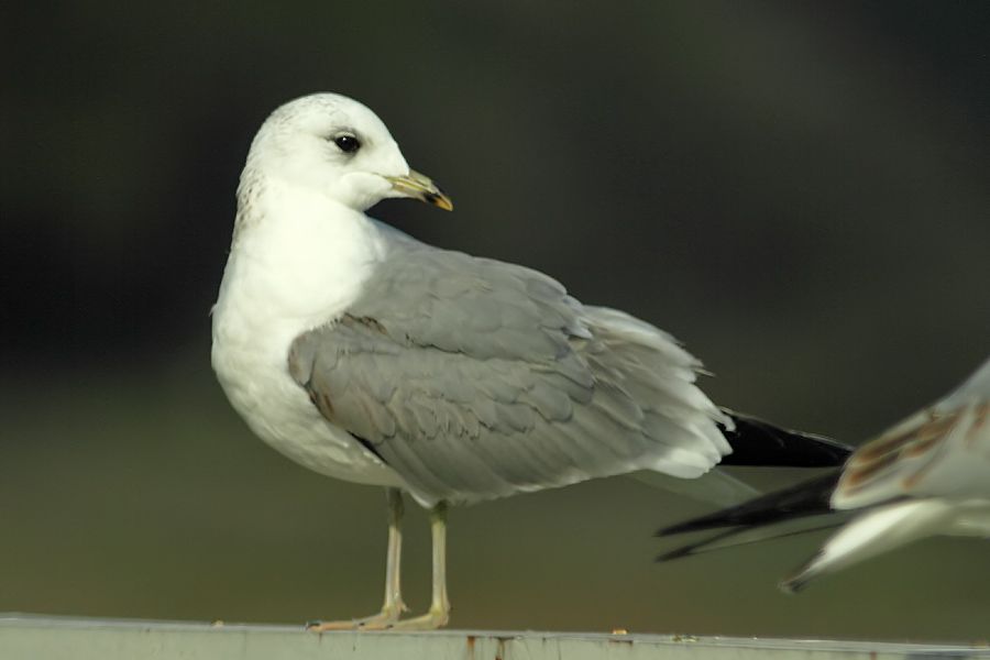 Mew Gull