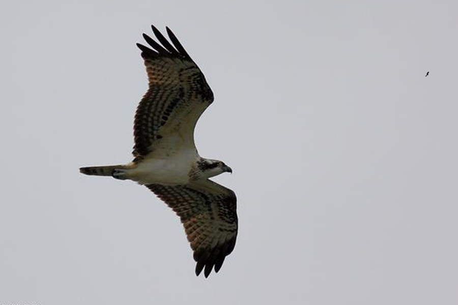 Osprey