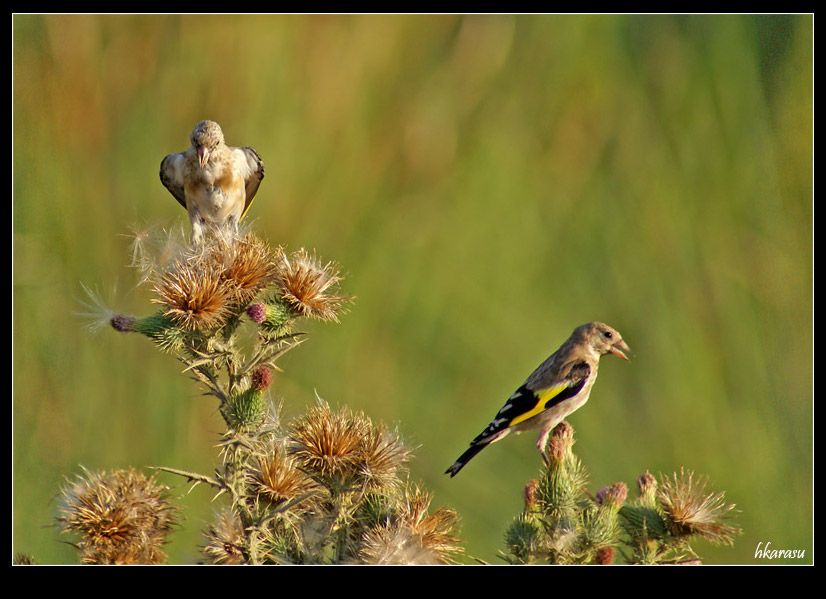 European Goldfinch