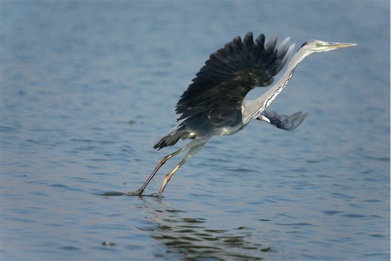 Grey Heron