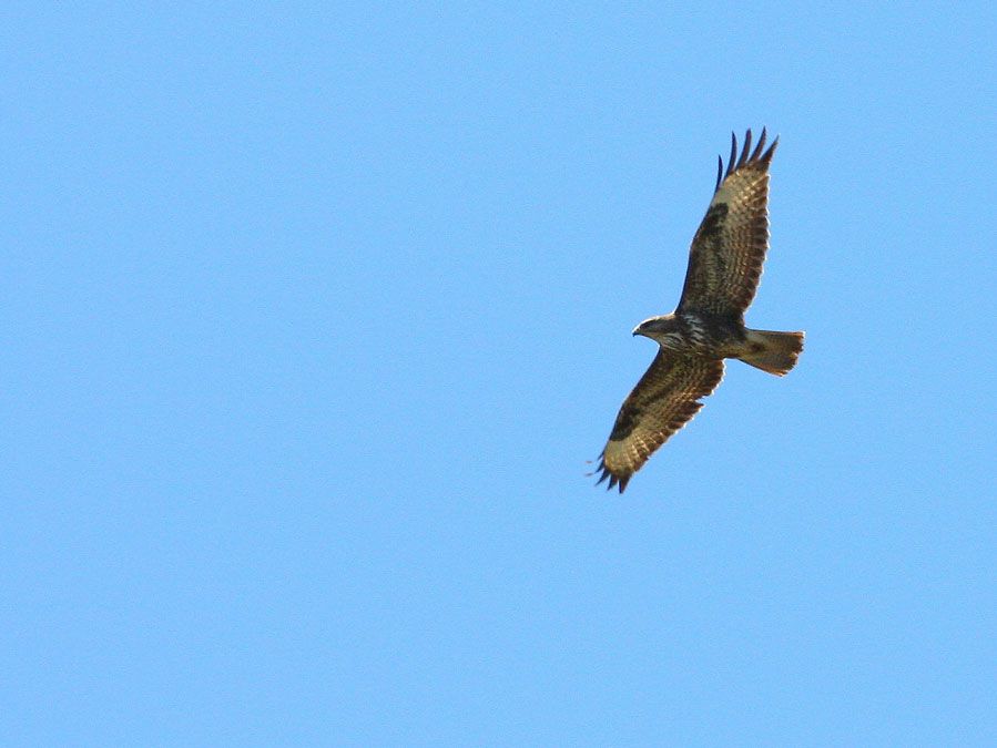 Common Buzzard