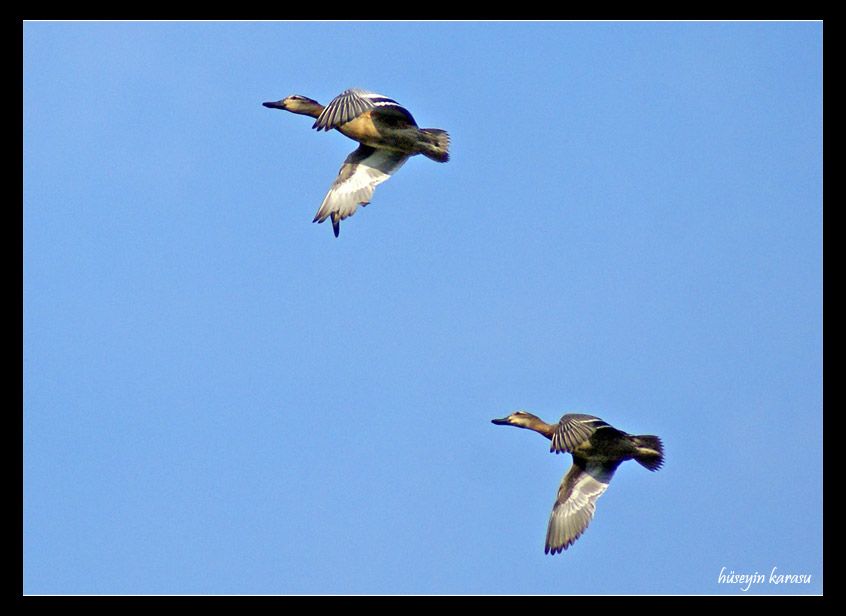Garganey