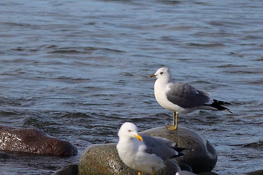 Common Gull