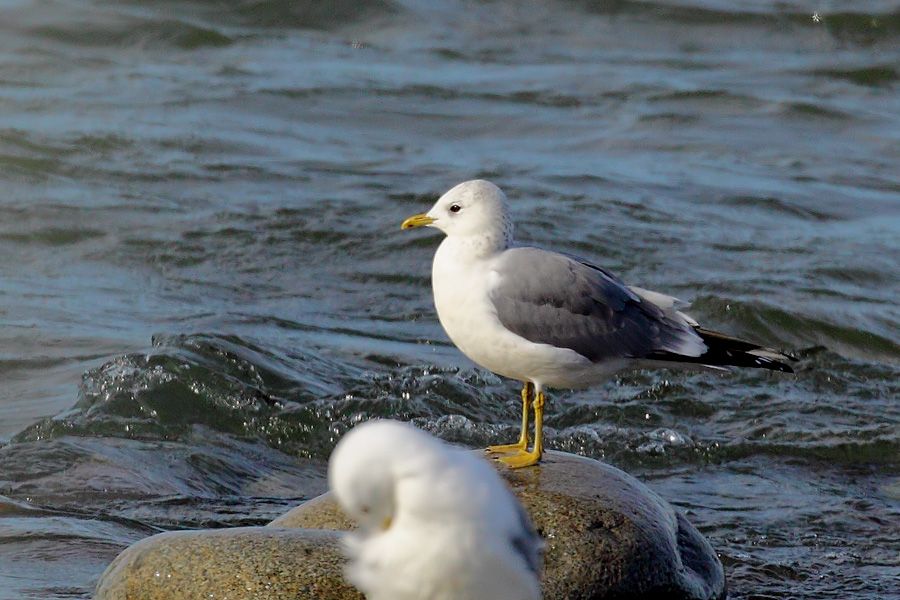 Common Gull