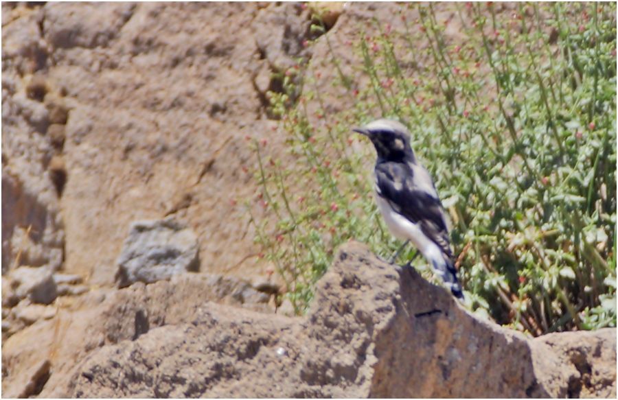 Pied Wheatear